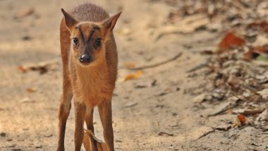 Thane: 3 Arrested for Smuggling Endangered Barking Deer Fawn in Bhiwandi